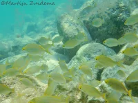 Zeebrasems [Sparidae]